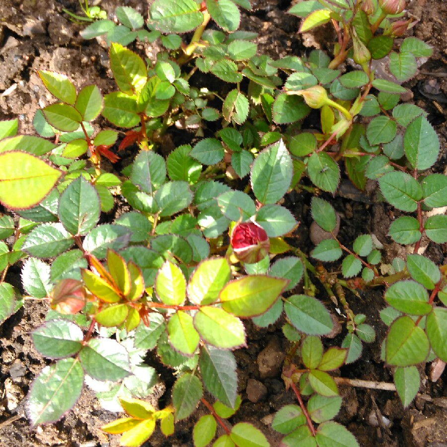 Plant image Rosa 'Black Velvet'