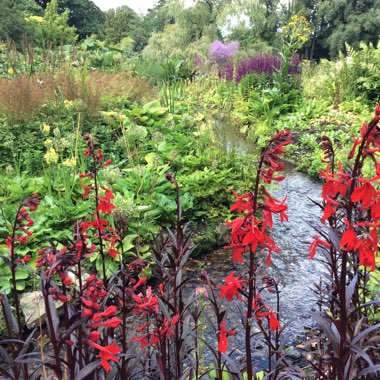 Lobelia 'Scarlet Princess'