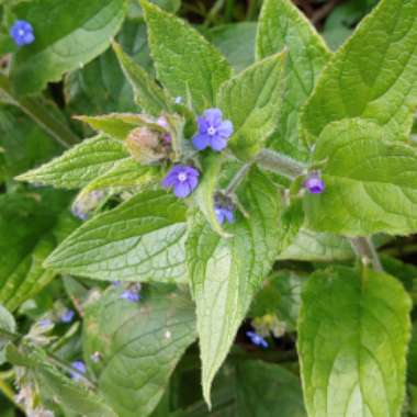 Green Alkanet