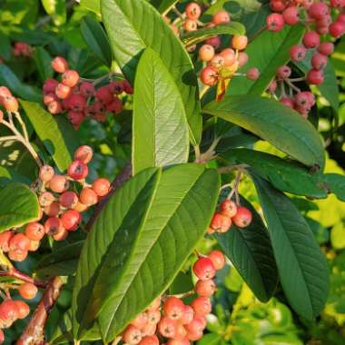 Cotoneaster Frigidus.