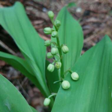 Lily of the Valley