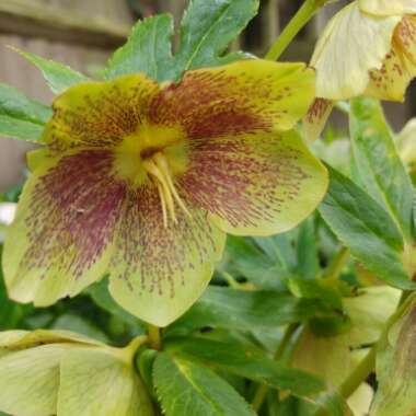 Hellebore