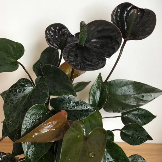 Plant image Anthurium 'Karma Black'