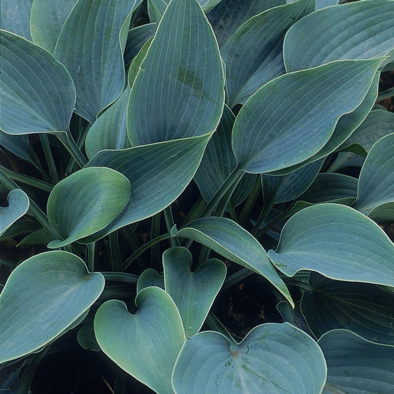 Plantain Lily 'Halcyon'