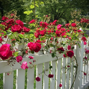 Rose 'Knock Out' (Shrub)