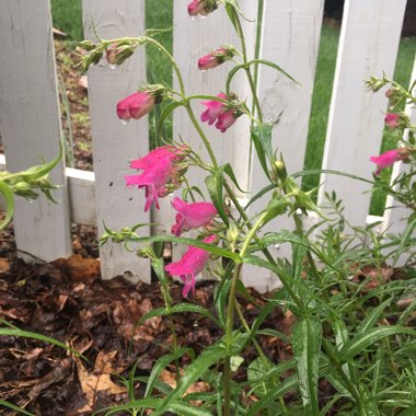 Richardson's Penstemon