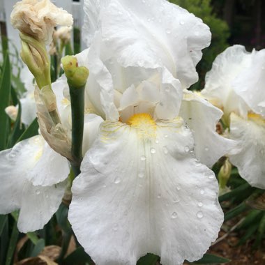 Iris