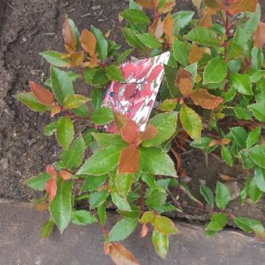 Photinia 'Little Red Robin'