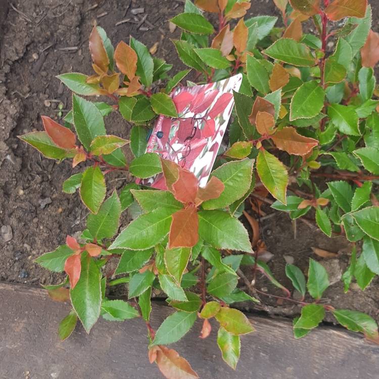 Plant image Photinia x fraseri 'Little Red Robin'