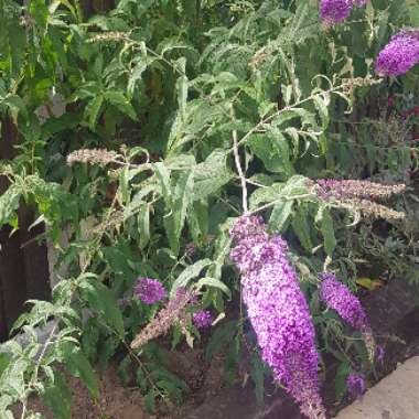 Butterfly Bush