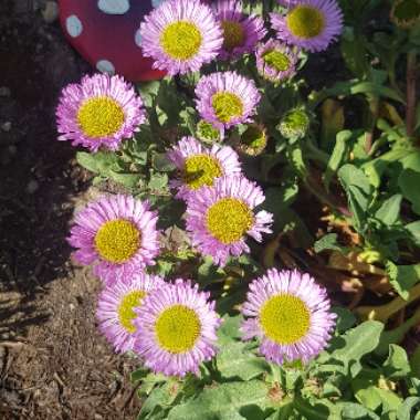 Erigeron 'Sea Breeze'