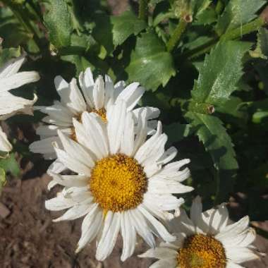 Leucanthemum Maximum