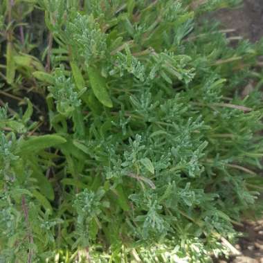 Lavender (Species) Lavender stoechas