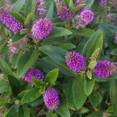 Shrubby Veronica  'Addenda Emma'