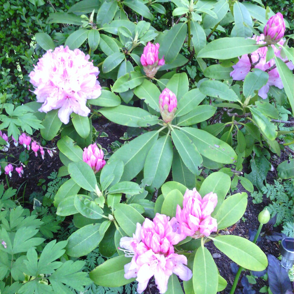 Rhododendron  (Rhododendron Varieties)