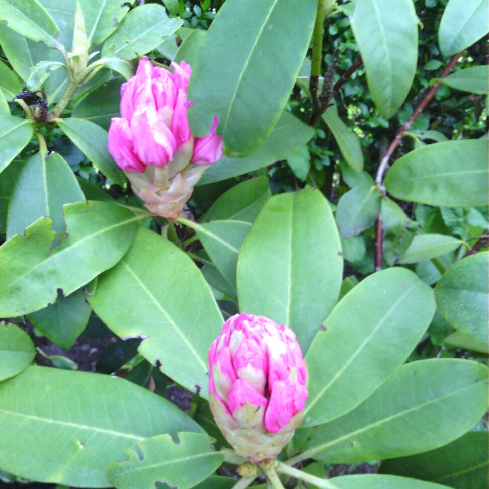 Rhododendron 'Cheer'