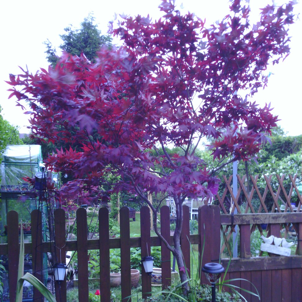 Acer Palmatum 'Osakazuki'