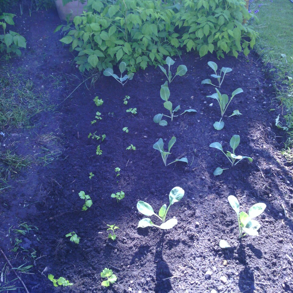 Plant image Brassica oleracea (Capitata Group) 'Stonehead'