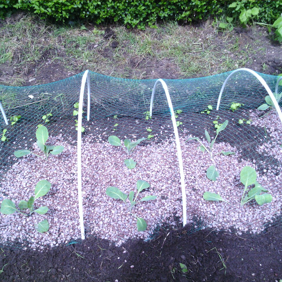 Plant image Brassica oleracea (Capitata Group) 'Stonehead'