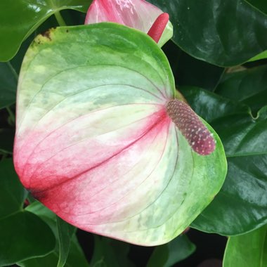 Flamingo Flower