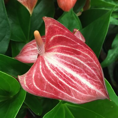 Flamingo Flower