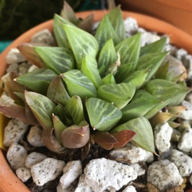 Haworthia retusa