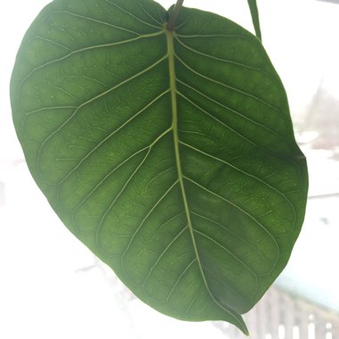 Ficus Religiosa