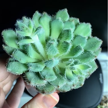 Echeveria Setosa var. Deminuta