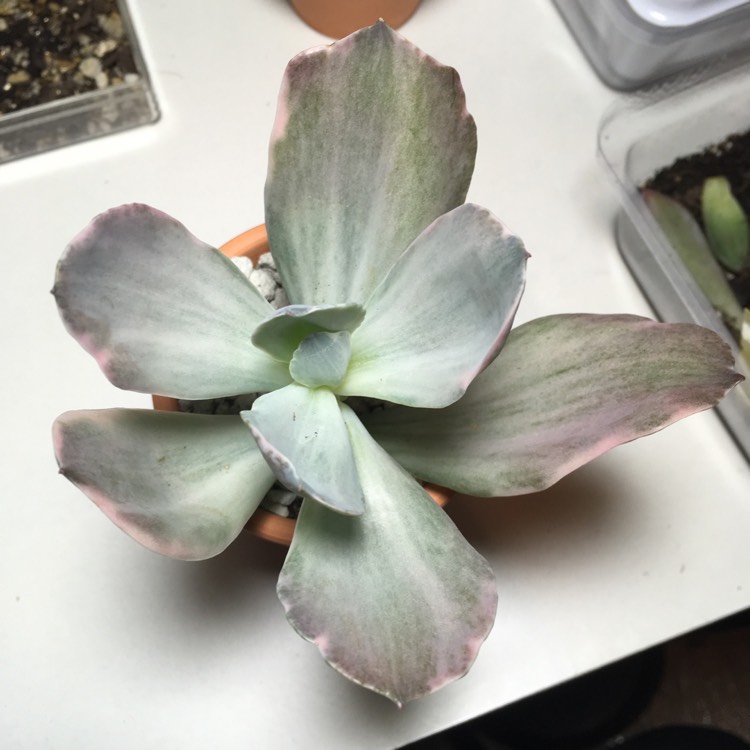 Plant image Echeveria Decora