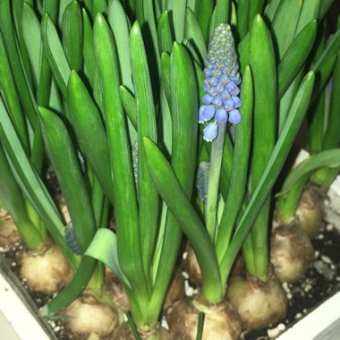 Muscari latifolium