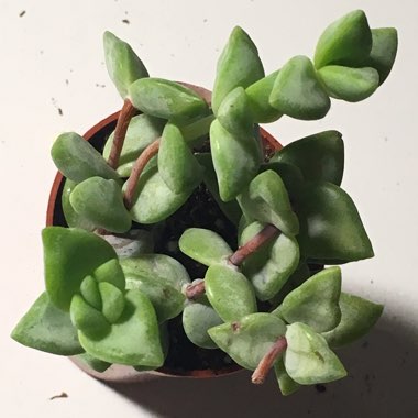 Crassula perforata x Crassula rupestris var marnieriana 'Baby Necklace'