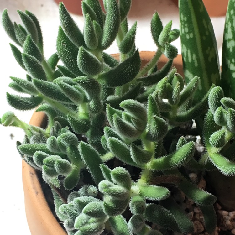 Plant image Crassula mesembryanthemoides subsp. mesembryanthemoides