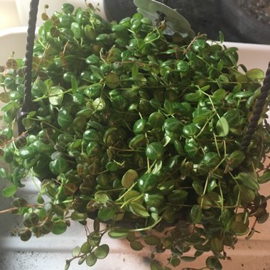 Peperomia prostrata