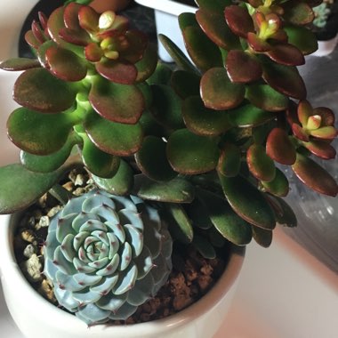 Echeveria Minima