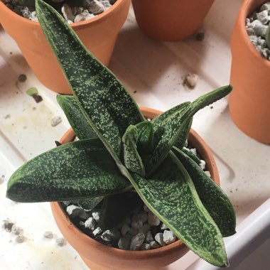 Gasteria 'Little Warty'