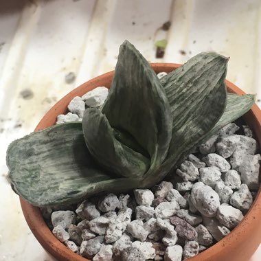 Gasteria Sakura Fuji