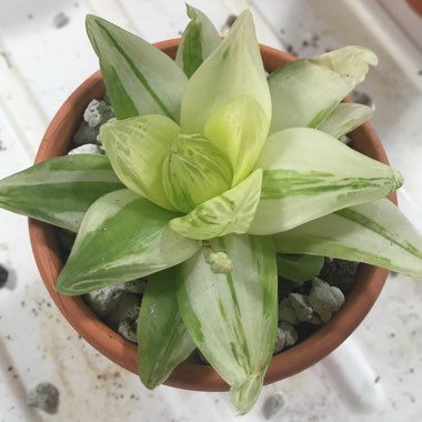 Haworthia cymbiformis variegata