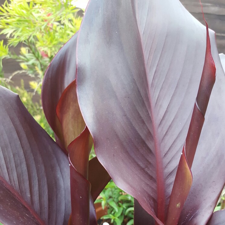 Plant image Canna 'Australia' syn. Canna x generalis 'Australia'