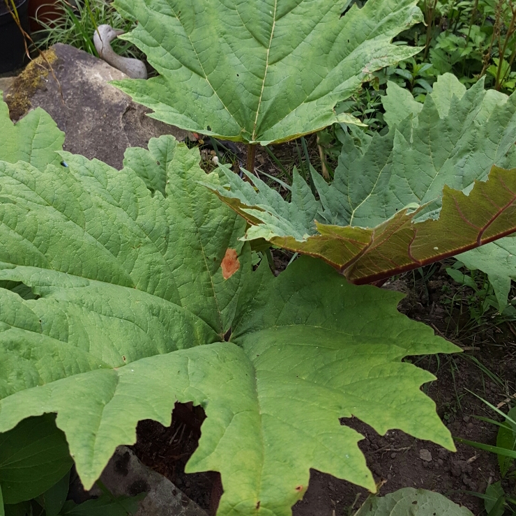 Plant image Rheum palmatum atrosanguineum