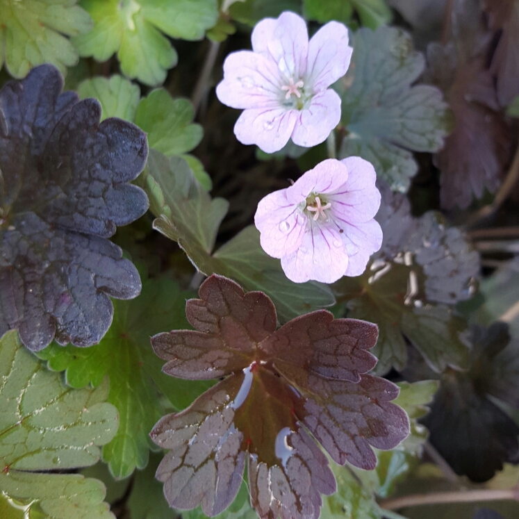 Plant image Geranium 'Dusky Rose'