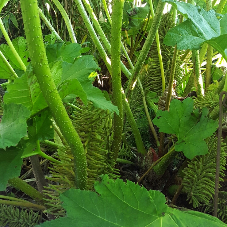 Plant image Gunnera magnifica