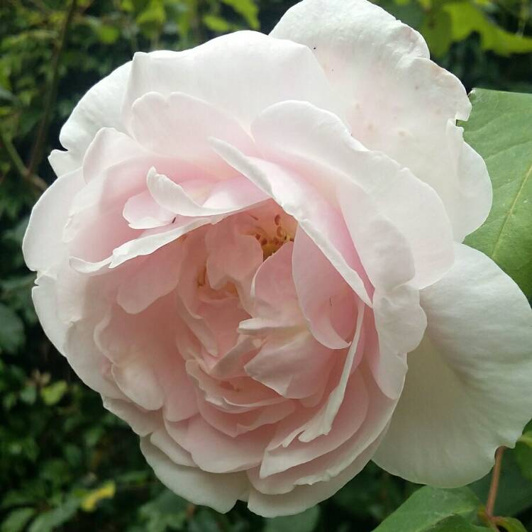 Plant image Rosa 'Madame Alfred Carrière'