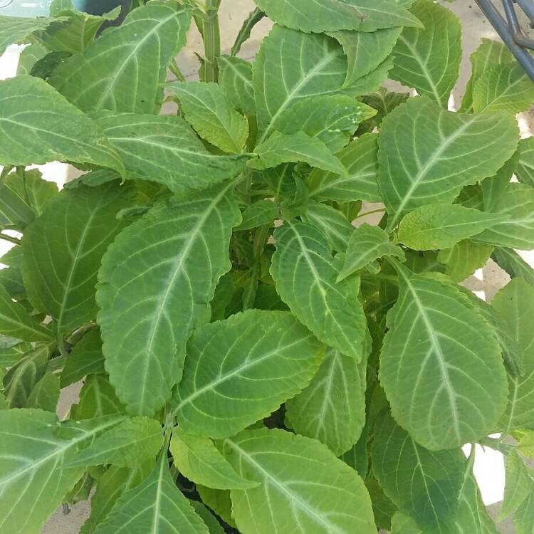 Plant image Salvia Divinorum