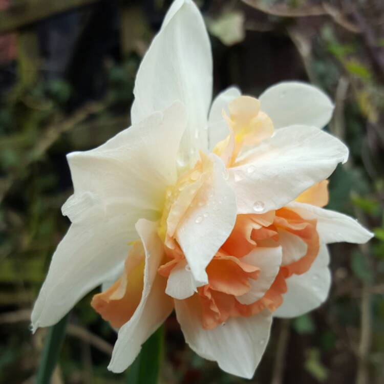 Plant image Narcissus 'Replete'