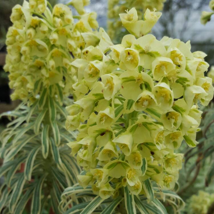 Plant image Euphorbia characias 'Tasmanian Tiger'