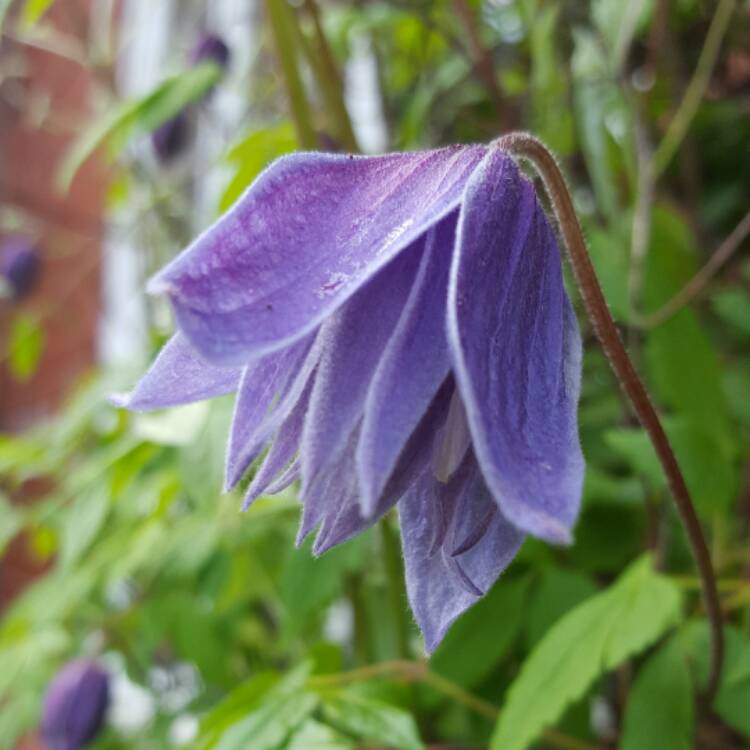 Plant image Clematis Macropetala