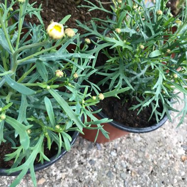 Argyranthemum 'Bonmadwitim'