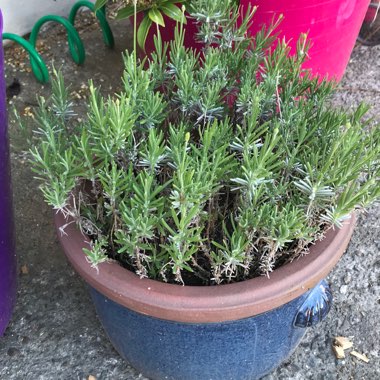 Lavandula angustifolia 'Hidcote' syn. Lavandula angustifolia 'Hidcote Blue'