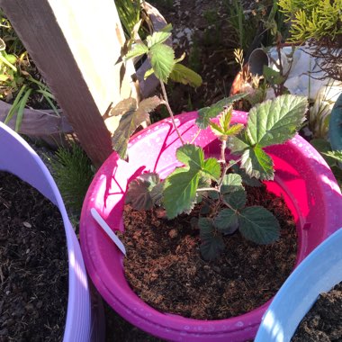 Rubus fruticosus