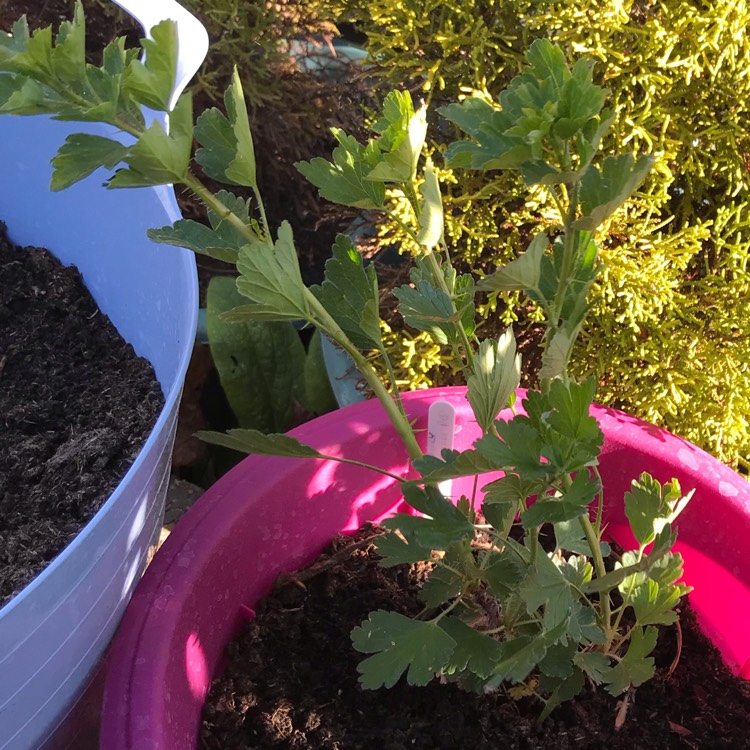 Plant image Ribes uva-crispa 'Hinnonmaki Red'